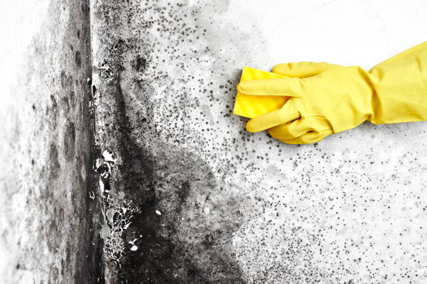 Best Local Mold Removal Service  in Allardt, TN