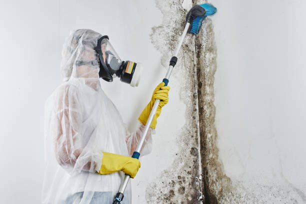 Best Fast Mold Removal  in Allardt, TN