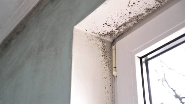 Best Certified Mold Removal  in Allardt, TN