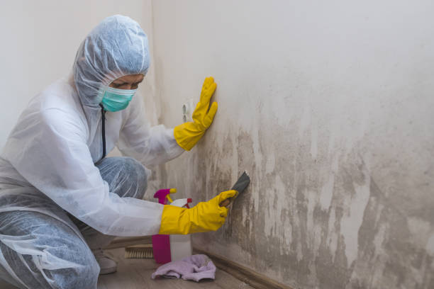 Certified Mold Removal in Allardt, TN