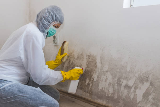 Best Toxic Mold Removal  in Allardt, TN