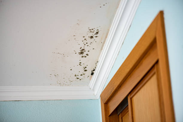 Best Local Mold Removal Service  in Allardt, TN