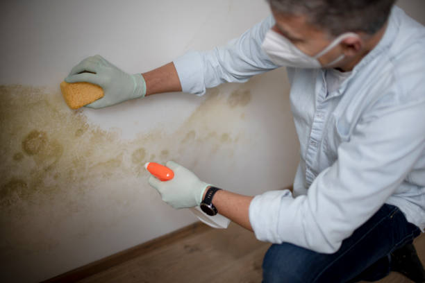 Best Toxic Mold Removal  in Allardt, TN