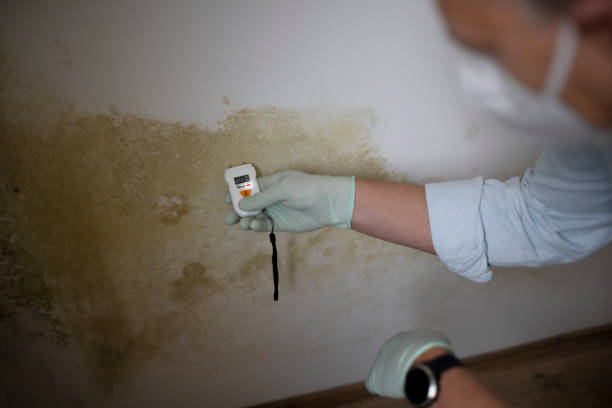 Best Toxic Mold Removal  in Allardt, TN