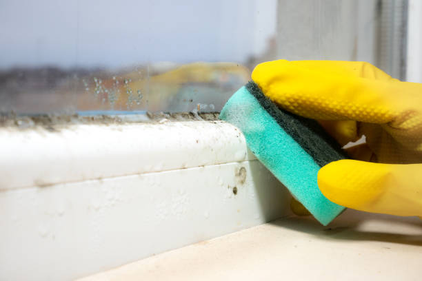 Best Attic Mold Removal  in Allardt, TN