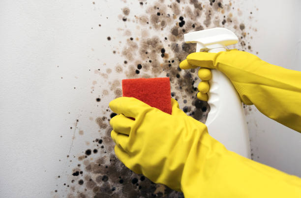 Best Mold Damage Repair  in Allardt, TN