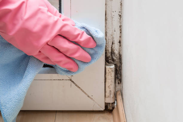 Best Commercial Mold Removal  in Allardt, TN