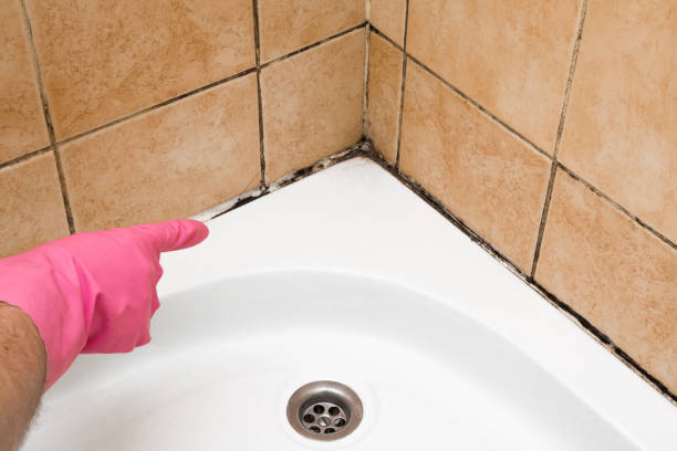 Best Emergency Mold Removal  in Allardt, TN